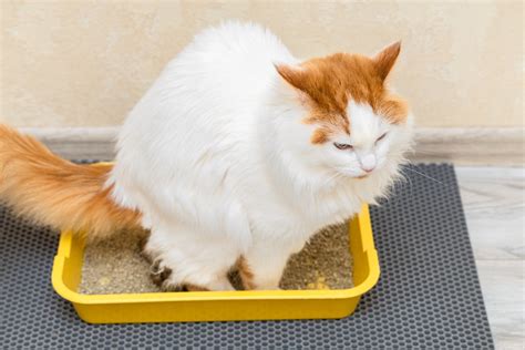 my cat is leaking poop|Why Your Cat Is Leaking Poop: 8 Concerning Causes。